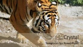  Presentation with tiger - Cool new PPT theme with bengal tiger outdoor portrait walking backdrop and a coral colored foreground