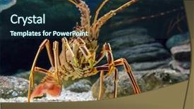  Presentation with caribbean - Colorful slide set enhanced with protecting fish - caribbean spiny lobster backdrop and a tawny brown colored foreground