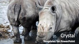  Presentation with animals - Slide deck with river large grey animals close background and a wine colored foreground