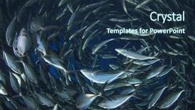  Presentation with fish - PPT theme having deep sea fishing sardines school - fish background and a tawny brown colored foreground