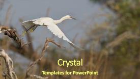  Presentation with grey black white brick - PPT theme featuring wetland conservation - great white egret egretta alba background and a tawny brown colored foreground