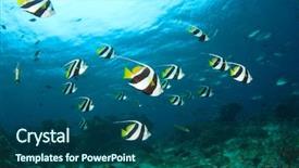  Presentation with tropical reef fish - Amazing slide set having school climate - schooling bannerfish tropical fish backdrop and a ocean colored foreground