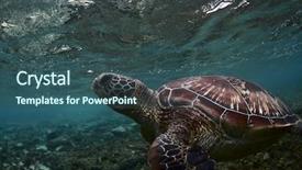  Presentation with sea water - Audience pleasing PPT layouts consisting of sea turtle chelonioidea underwater shoot backdrop and a ocean colored foreground