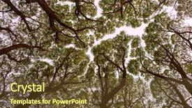  Presentation with old wood - Presentation enhanced with climate change co2 - view up at the crowns background and a tawny brown colored foreground