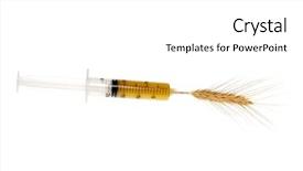  Presentation with genetic - Slide deck with bioengineering - genetic engineering of wheat conceptual background and a white colored foreground