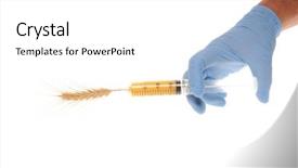  Presentation with genetic - Cool new slide set with bioengineering - genetic engineering of wheat conceptual backdrop and a  colored foreground