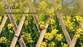  Presentation with rapeseed - Presentation design enhanced with bioethanol - blooming rapeseed with bamboo background and a gold colored foreground