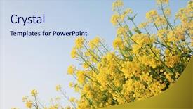  Presentation with rapeseed - Amazing presentation having bioethanol - blooming rapeseed with blue sky backdrop and a  colored foreground