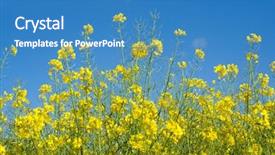  Presentation with sky blue and golden yellow - Presentation enhanced with bioethanol - blooming rapeseed with blue skye background and a teal colored foreground