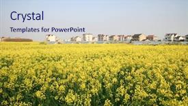  Presentation with rapeseed - Colorful presentation enhanced with bioethanol - chinese village with blooming rapeseed backdrop and a  colored foreground