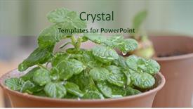  Presentation with jasmine flower gratis - Amazing PPT theme having biofertilizer - watering onto the flower pot backdrop and a seafoam green colored foreground