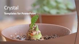  Presentation with chemistry flower - Slide deck having biofertilizer - watering onto the flower pot background and a gray colored foreground