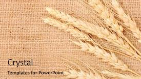  Presentation with ears - Beautiful slides featuring biofertilizer - wheat ears on a textile backdrop and a  colored foreground