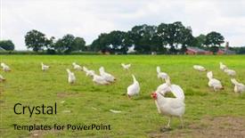  Presentation with biological agents - Beautiful theme featuring biological chicken in agriculture landscape backdrop and a gold colored foreground