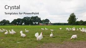  Presentation with chicken - Theme with biological chicken in agriculture landscape background and a white colored foreground
