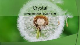  Presentation with soybean seed soy field seeding - Beautiful PPT layouts featuring biological clock - dandelion seed outdoors backdrop and a seafoam green colored foreground