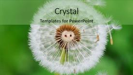  Presentation with soybean seed soy field seeding - Slide deck with biological clock - dandelion seed outdoors background and a seafoam green colored foreground