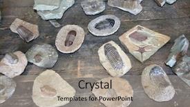  Presentation with evolution - Slides consisting of biological evolution - traditional moroccan souvenirs - fossil background and a light gray colored foreground