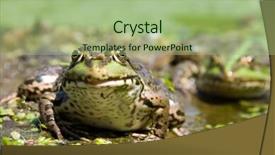  Presentation with frog - Presentation theme having biological membrane - spotty frog sits background and a mint green colored foreground
