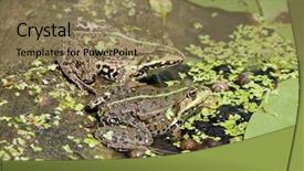  Presentation with frogs - Beautiful PPT theme featuring biological membrane - two spotty frogs sit backdrop and a coral colored foreground