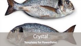  Presentation with fish - PPT layouts featuring biological separation - isolated fish dorado isolated background and a  colored foreground