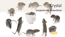  Presentation with rats - Amazing theme having biological warfare - cute rats on white background backdrop and a lemonade colored foreground