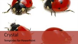  Presentation with ladybugs - Audience pleasing slide set consisting of biology - collection of ladybugs isolated backdrop and a red colored foreground