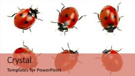  Presentation with ladybugs - Presentation theme consisting of biology - collection of ladybugs isolated background and a coral colored foreground