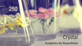  Presentation with test tubes - Audience pleasing slides consisting of biology - fresh flowers in test tubes backdrop and a light gray colored foreground