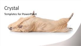  Presentation with guinea pig - Presentation theme consisting of biology - funny guinea pig on white background and a white colored foreground