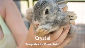  Presentation with children hands - Beautiful slide deck featuring eye biology - gray rabbit in children's hands backdrop and a coral colored foreground