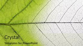  Presentation with green leaf - Presentation design featuring biology - green leaf macro background background and a yellow colored foreground