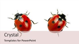  Presentation with ladybug - Slide set with biology - ladybug isolated on white background background and a lemonade colored foreground