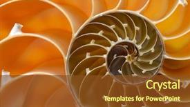  Presentation with shell - Slide deck featuring biology - nautilus shell section background and a tawny brown colored foreground