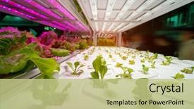 Presentation with organic - PPT layouts with biology - organic hydroponic vegetable garden background and a mint green colored foreground
