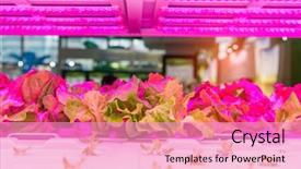  Presentation with vegetable farm - Amazing PPT theme having biology - organic hydroponic vegetable grow backdrop and a coral colored foreground