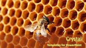  Presentation with honey bee honeycomb - Amazing PPT theme having biology animal cell - yellow beautiful honeycomb with honey backdrop and a tawny brown colored foreground