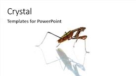  Presentation with california - PPT layouts consisting of biology animalia - california preying mantis isolated background and a white colored foreground