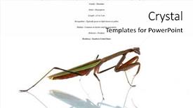  Presentation with california - Beautiful slides featuring biology animalia - california preying mantis isolated backdrop and a white colored foreground