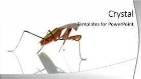  Presentation with california - Cool new presentation design with biology animalia - chinese preying mantis aka california backdrop and a white colored foreground