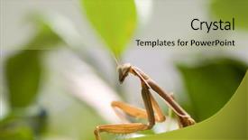  Presentation with amazing - Audience pleasing PPT layouts consisting of biology animalia - close up shot backdrop and a yellow colored foreground