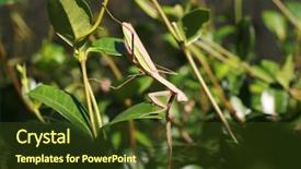  Presentation with insect - Theme having biology animalia - female chinese preying mantis aka background and a tawny brown colored foreground