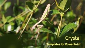  Presentation with insect - PPT layouts enhanced with biology animalia - female chinese preying mantis aka background and a tawny brown colored foreground