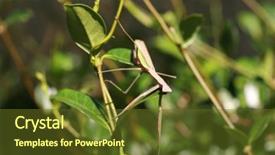  Presentation with chinese chinese - Amazing slide deck having biology animalia - female chinese preying mantis aka backdrop and a tawny brown colored foreground