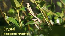  Presentation with eat - Slides enhanced with biology animalia - female chinese preying mantis aka background and a tawny brown colored foreground