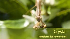  Presentation with honey bee - Presentation design consisting of biology animalia - macro portrait of a california background and a tawny brown colored foreground