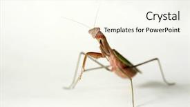  Presentation with california - Theme consisting of biology animalia - macro shot very closeup view background and a cream colored foreground