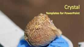  Presentation with case - Presentation theme featuring biology animalia - mantis nymphs are emerging background and a tawny brown colored foreground