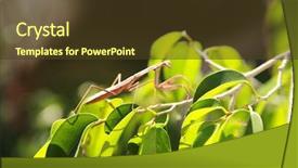  Presentation with plant biology - Audience pleasing slide set consisting of biology animalia - preying mantis mantis religiosa sits backdrop and a tawny brown colored foreground