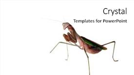  Presentation with california - Audience pleasing presentation theme consisting of biology animalia - very closeup aka macro view backdrop and a white colored foreground